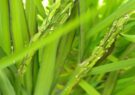 به بار نشستن نخستین خوشه‌های برنج گیلان در املش