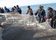صید ۳۸۰ تن ماهی استخوانی از دریای خزر در گیلان