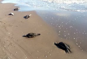مرگ دسته جمعی باکلان‌ها در سواحل لنگرود