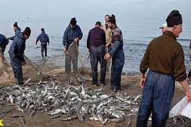 صید بیش از ۲ هزار تن ماهی استخوانی از دریای خزر در گیلان