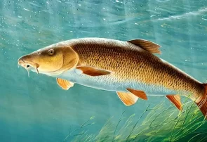 تکثیر مصنوعی گونه در معرض انقراض سَس ماهی بزرگ‌سر دریای خزر آغاز شد