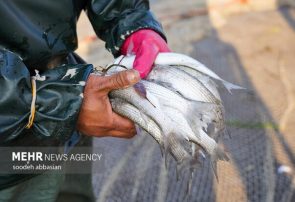 پیش بینی تولید ۱۰۰۰ تن ماهی به شیوه پرواربندی در گیلان