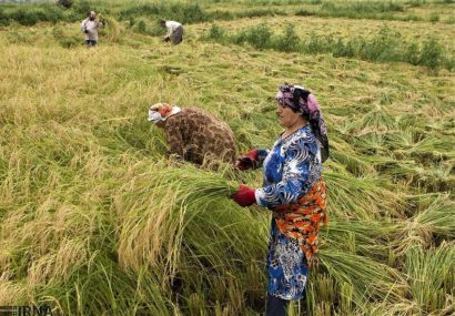 نگاهی به مصائب هر روز بدتر از دیروز برنجکاران گیلانی!