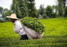 کاهش ریسک خسارت خشکسالی برای باغات چای کشور