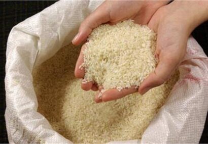پیش بینی تولید ۱۴۰ هزار تن برنج سفید در رشت