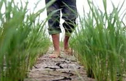 افزایش رنج تولید برنج در شالیزارهای کم آب لنگرود