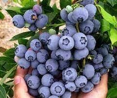 باردهی میوه بلوبری در گلدان به همت محققان لاهیجان