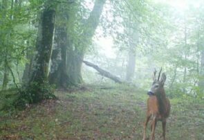 مشاهده گوزن مینیاتوری شوکا در جنگل‌های گیلان+ فیلم