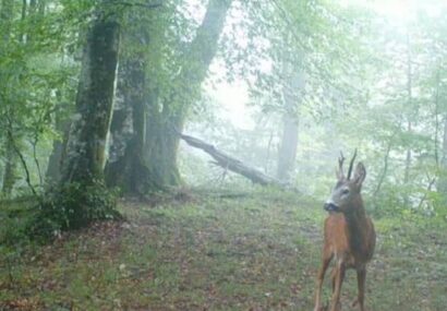 مشاهده گوزن مینیاتوری شوکا در جنگل‌های گیلان+ فیلم
