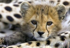 غذا خوردن تنها توله “ایران” یوز ایرانی در آستانه سه ماهگی +فیلم غذا خوردن تنها توله “ایران” یوز ایرانی در آستانه سه ماهگی +فیلم