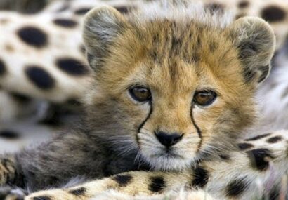 غذا خوردن تنها توله “ایران” یوز ایرانی در آستانه سه ماهگی +فیلم غذا خوردن تنها توله “ایران” یوز ایرانی در آستانه سه ماهگی +فیلم