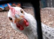 افزایش چشمگیر تولید مرغ در گیلان