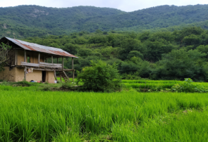 سیراب شدن شالیزارهای گیلان با باران های نقره ای