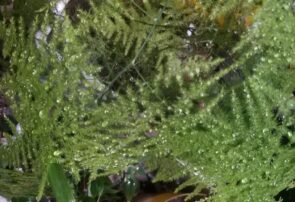 بارش‌ها در گرمترین ماه سال تا اوایل هفته آینده در گیلان ادامه دارد