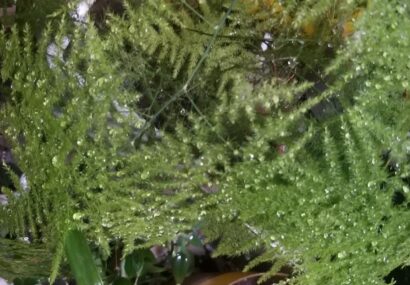 بارش‌ها در گرمترین ماه سال تا اوایل هفته آینده در گیلان ادامه دارد