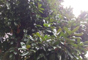 ترنم باران تابستانی بر تن گیلان سبز