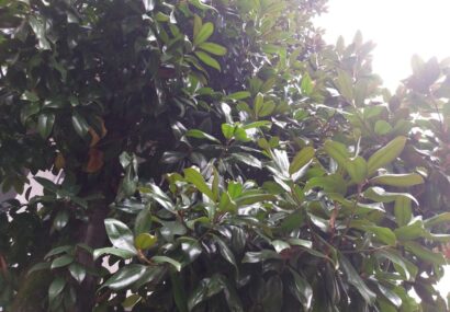 ترنم باران تابستانی بر تن گیلان سبز