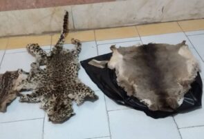 دستگیری شکارچی حرفه‌ای و بیرحم پلنگ ایرانی و گوزن در رودبار+ تصاویر