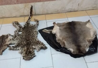 دستگیری شکارچی حرفه‌ای و بیرحم پلنگ ایرانی و گوزن در رودبار+ تصاویر