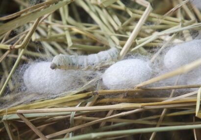 توزیع تخم نوغان پاییزه در گیلان