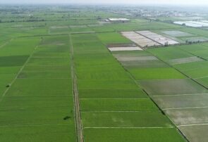 کاهش هزینه تولید برنج در بخشی دیگر از شالیزارهای گیلان