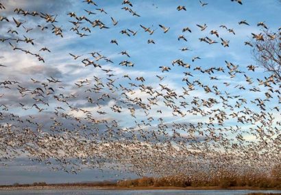 پارک ملی بوجاق گیلان میزبان ۲۳۴ گونه پرنده مهاجر