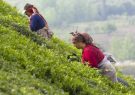 تمدید مهلت خرید تضمینی برگ سبز چای از چایکاران شمال کشور