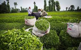 عقد قرارداد سازمان چای کشور با کارخانجات چایسازی