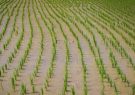 نخستین نشاء برنج در شهرستان املش