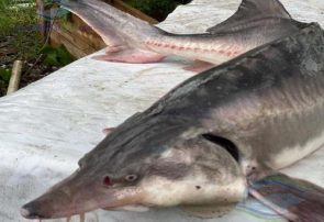 افزایش ۳۰ درصدی با تولید بیش از ۲ هزار تن گوشت ماهی خاویاری در گیلان