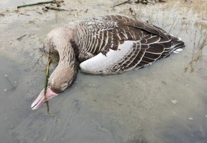 هشداردامپزشکی برای پیشگیری از شیوع آنفلوانزای فوق حاد پرندگان در گیلان