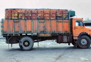 کشف بیش از ۵ تن مرغ قاچاق در صومعه سرا