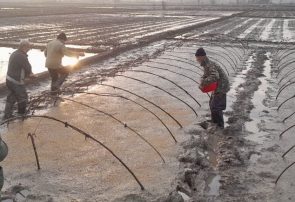 شخم اول در ۱۰۷ هزار هکتار از شالیزار‌های گیلان