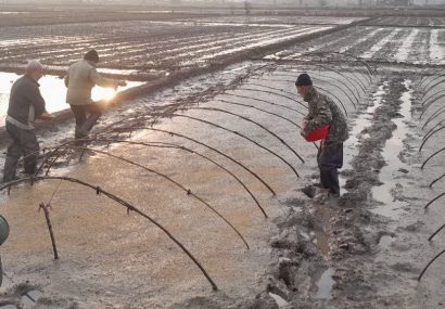 شخم اول در ۱۰۷ هزار هکتار از شالیزار‌های گیلان