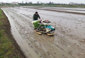 آغاز نشای ماشینی شالیزار‌های گیلان