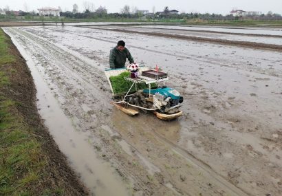 آغاز نشای ماشینی شالیزار‌های گیلان