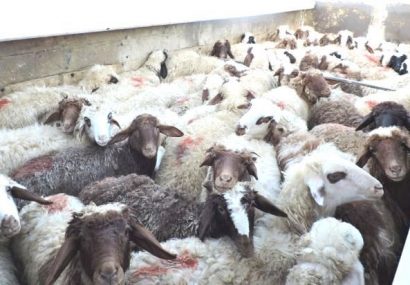 توقیف ۶۰ راس گوسفند بدون مجوز در بندرانزلی