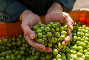 برداشت محصول نوبرانه زیتون در رودبار