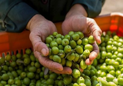 برداشت محصول نوبرانه زیتون در رودبار