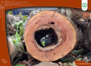 اجرای طرح ساماندهی و حذف درختان خطرآفرین در سطح شهر فومن اجرای طرح ساماندهی و حذف درختان خطرآفرین در سطح شهر فومن