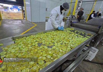 افتتاح واحد تولیدی کیوی به پاستیل در رودسر | فعالیت واحدهای فرآوری در حوزه فندق، پرتقال کیوی افتتاح واحد تولیدی کیوی به پاستیل در رودسر | فعالیت واحدهای فرآوری در حوزه فندق، پرتقال کیوی