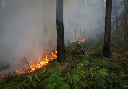 آتش سوزی جنگل های شاندرمن مهار شد | حدود ۲ هکتار به صورت سطحی سوخت آتش سوزی جنگل های شاندرمن مهار شد | حدود ۲ هکتار به صورت سطحی سوخت
