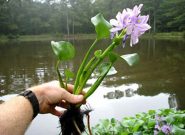 محکومیت متصرف اراضی حفاظت‌شده صومعه‌سرا به جمع‌آوری سنبل آبی تالاب