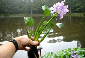 محکومیت متصرف اراضی حفاظت‌شده صومعه‌سرا به جمع‌آوری سنبل آبی تالاب