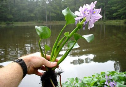 محکومیت متصرف اراضی حفاظت‌شده صومعه‌سرا به جمع‌آوری سنبل آبی تالاب