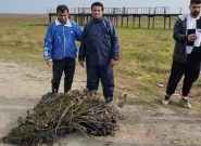 جمع‌آوری نهال‌های صنوبر خودرو در تالاب انزلی؛ گامی جدی برای مقابله با تهدیدی نوظهور!