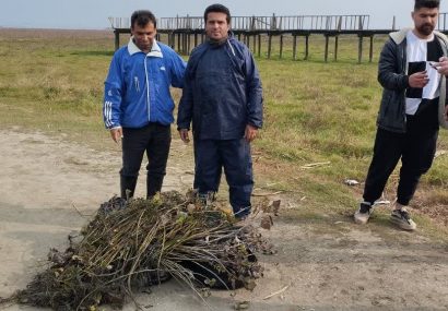 جمع‌آوری نهال‌های صنوبر خودرو در تالاب انزلی؛ گامی جدی برای مقابله با تهدیدی نوظهور!