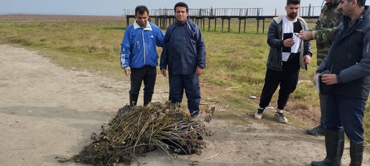 جمع‌آوری نهال‌های صنوبر خودرو در تالاب انزلی؛ گامی جدی برای مقابله با تهدیدی نوظهور!