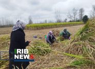 آغاز برداشت نیشکر در صومعه سرا