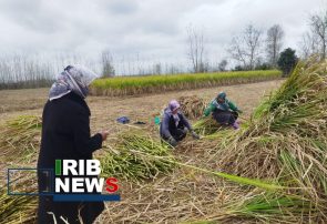 آغاز برداشت نیشکر در صومعه سرا